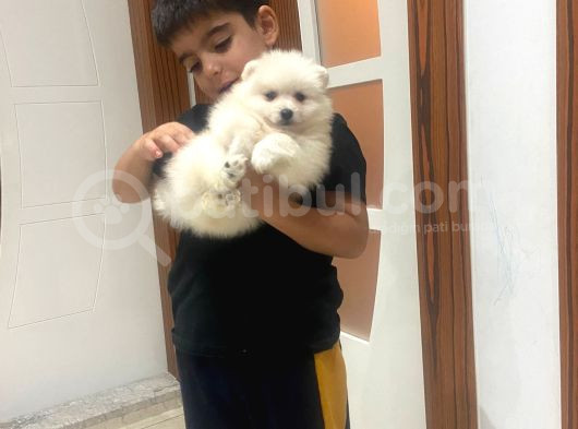 2 Aylık Erkek Pomeranian Teddy Bear görsel